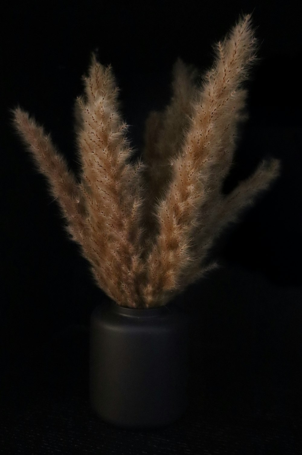 una planta marrón en un jarrón negro sobre un fondo negro