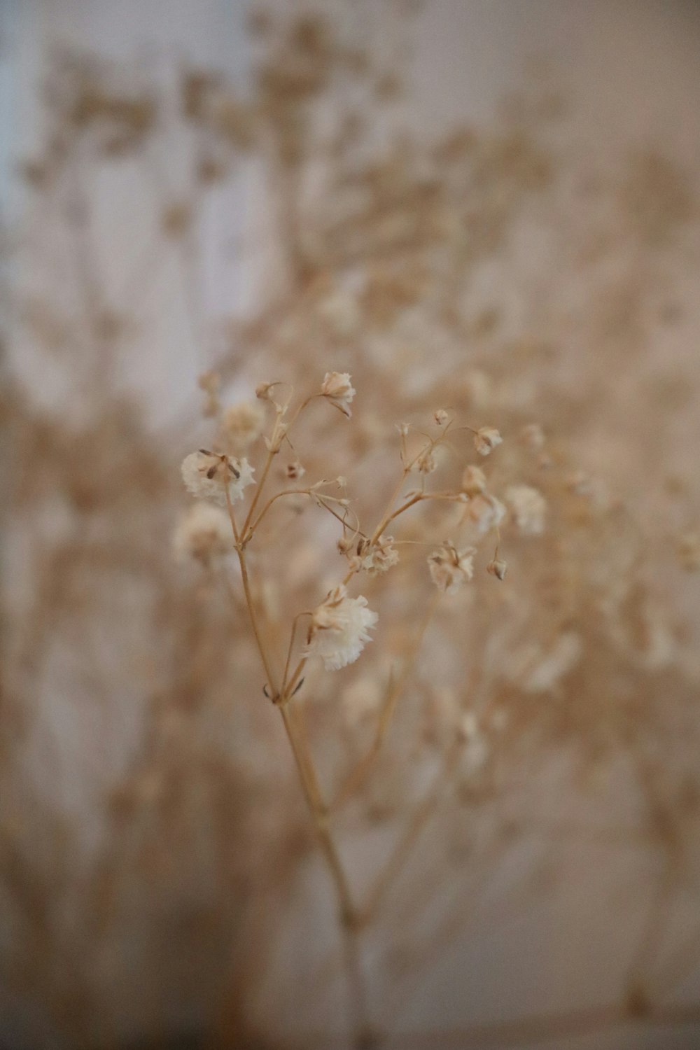 a close up of a flower on a table