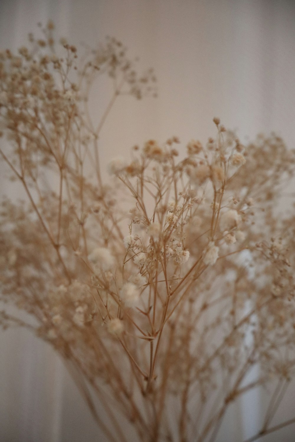 a close up of a vase with flowers in it