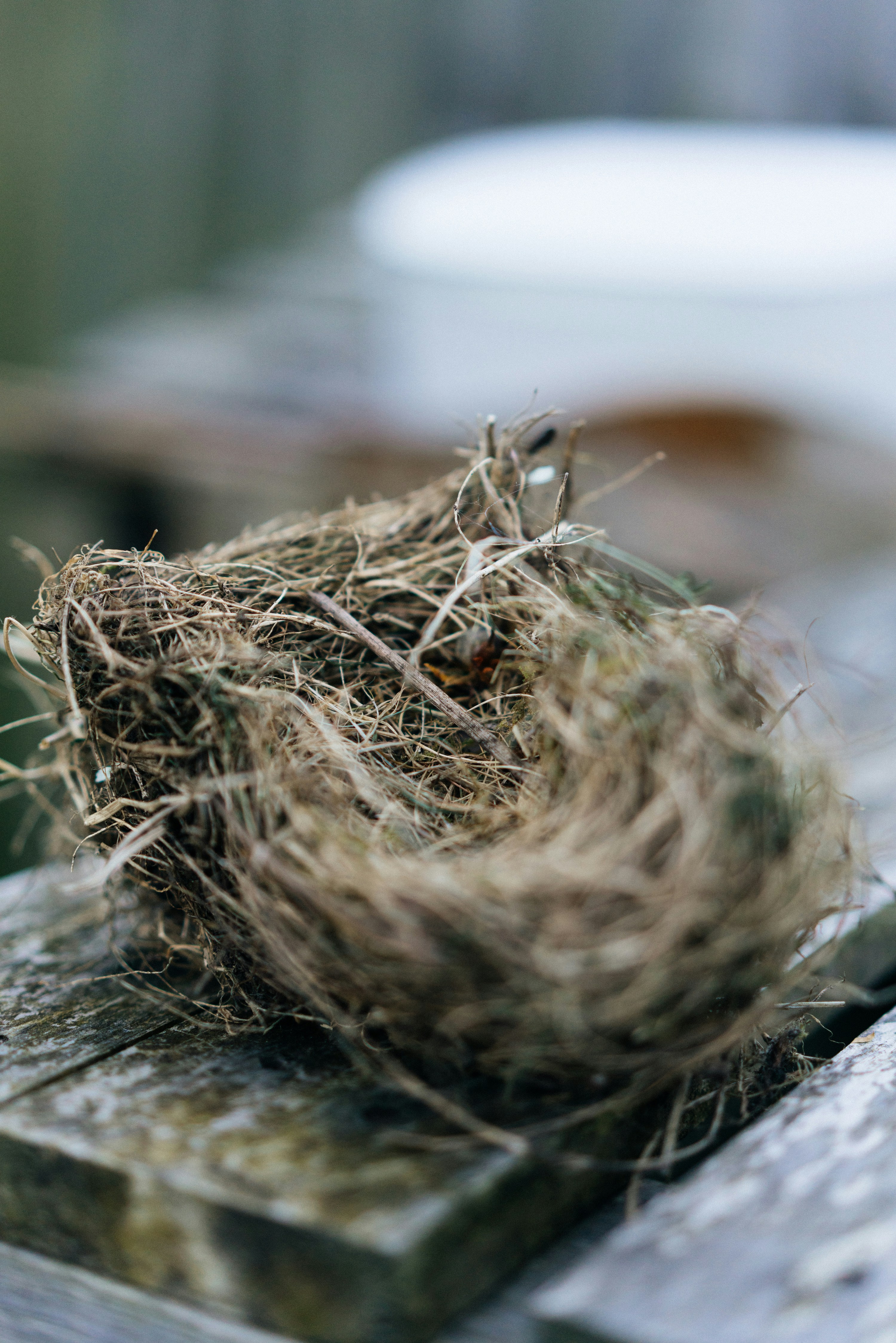 un nid d’oiseau posé sur une table en bois