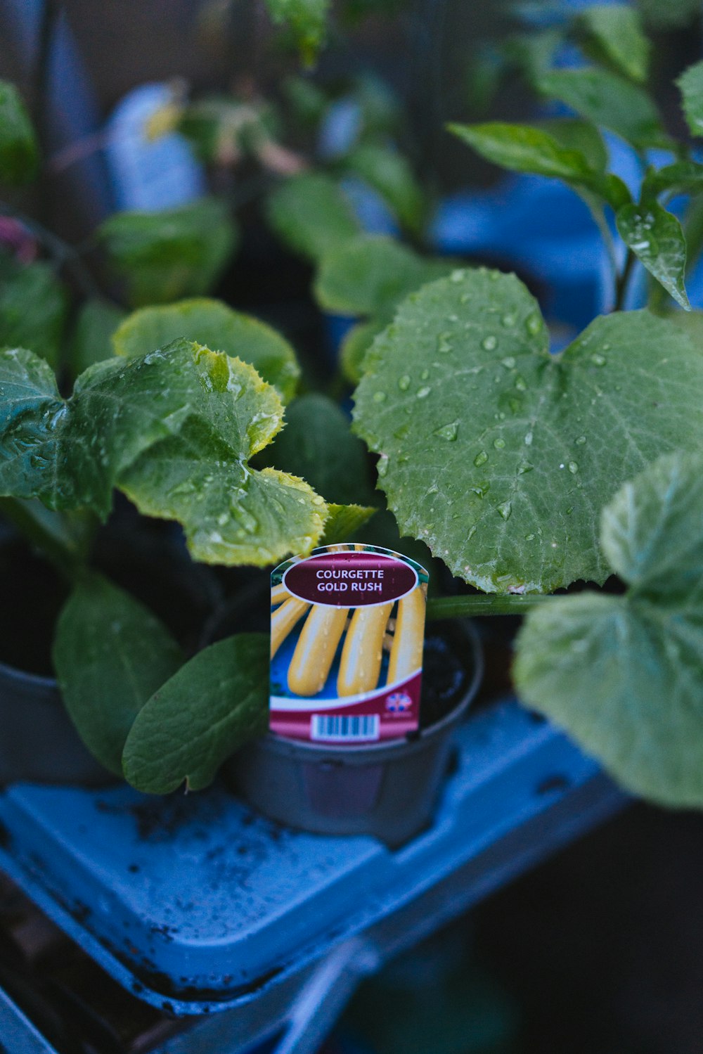 a container of yellow bananas sitting on a blue tray