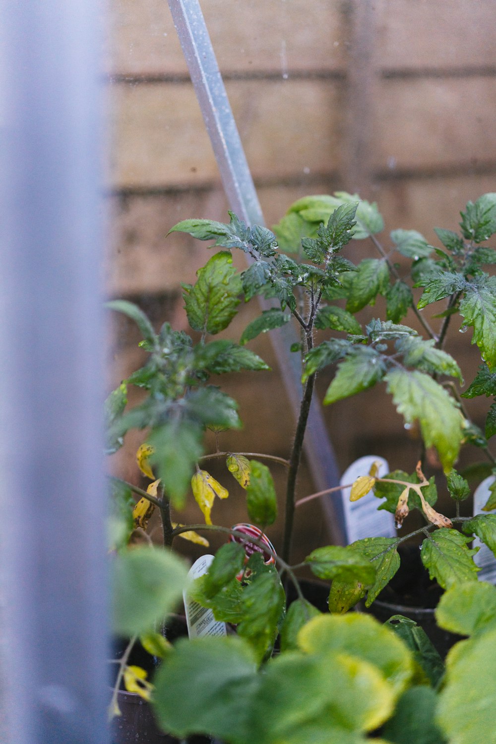 a close up of a plant in a pot