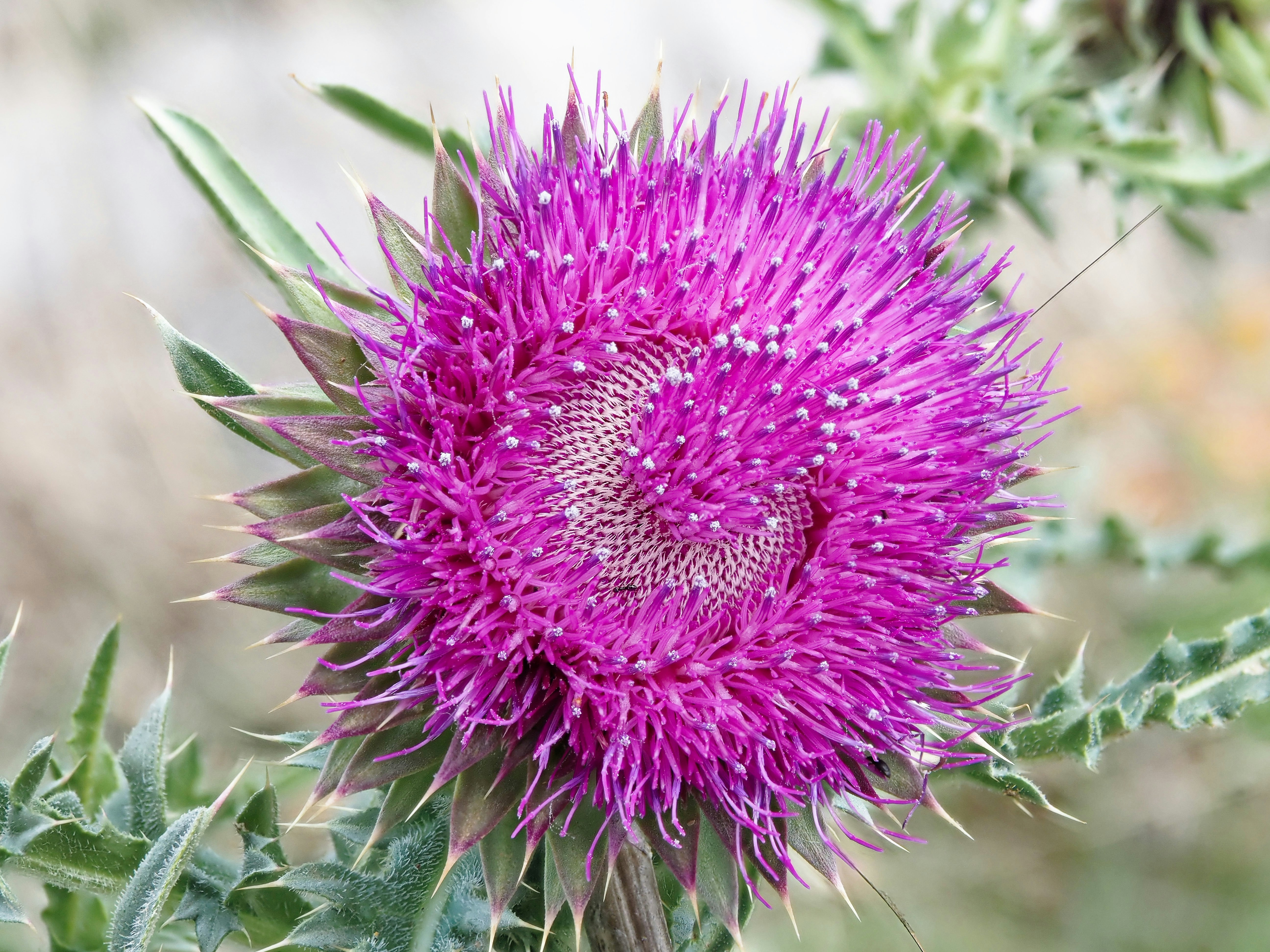 Photo by illes_cristi