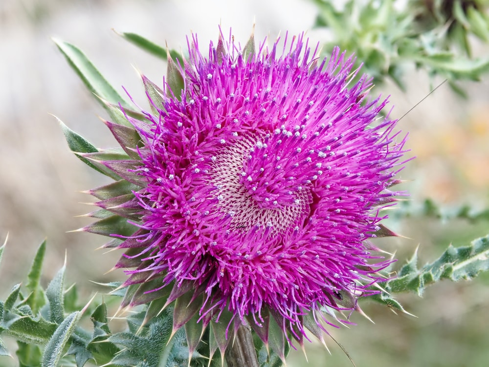 a close up of a purple flower on a plant