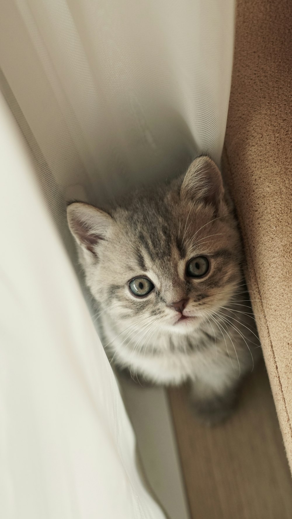 a small kitten peeking out from behind a curtain