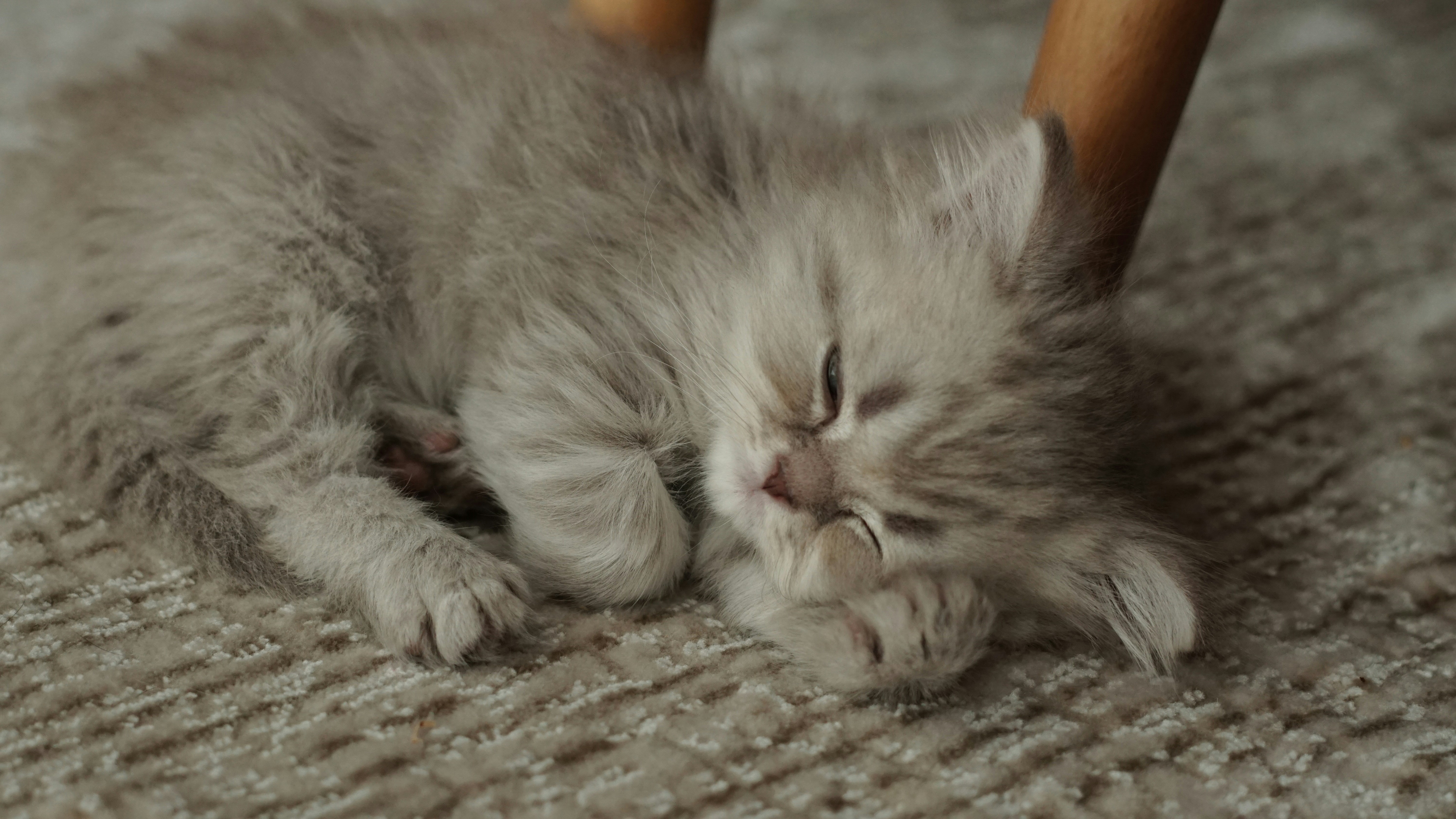 a small kitten is sleeping on the floor