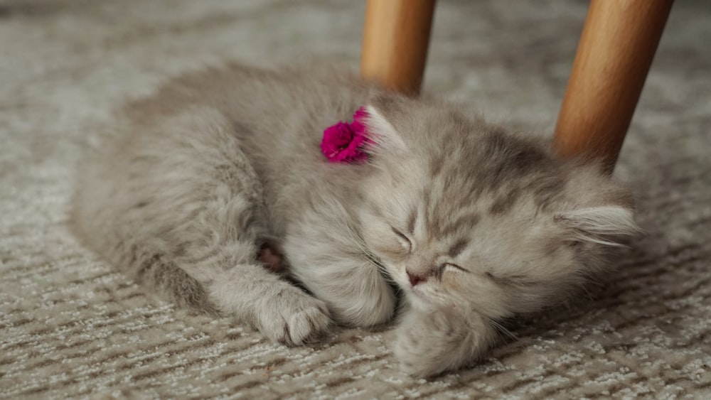 a small kitten sleeping under a wooden chair