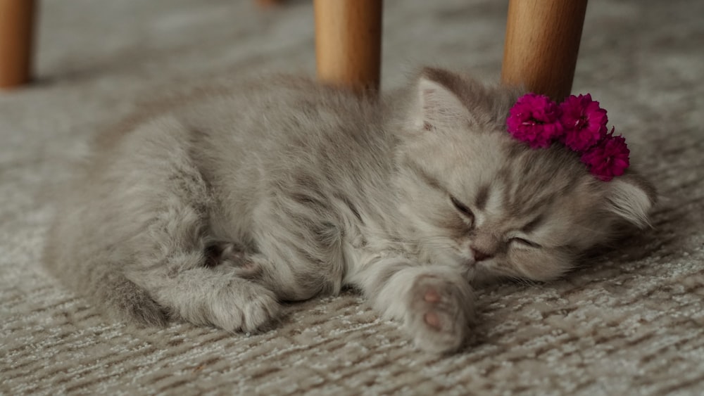 a small kitten with a pink flower in its hair