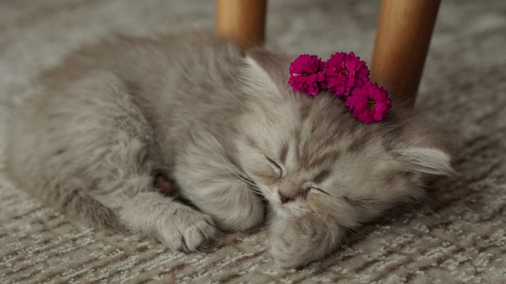 a small kitten sleeping under a chair with a pink flower on its head