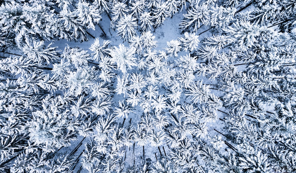 an aerial view of a snow covered forest