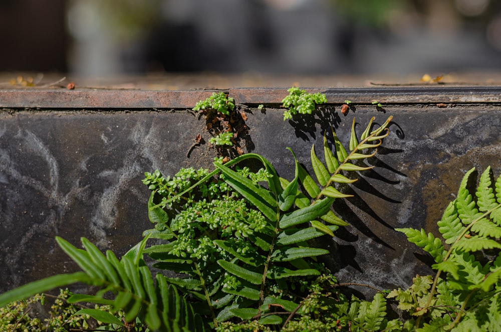 a plant growing out of the side of a wall