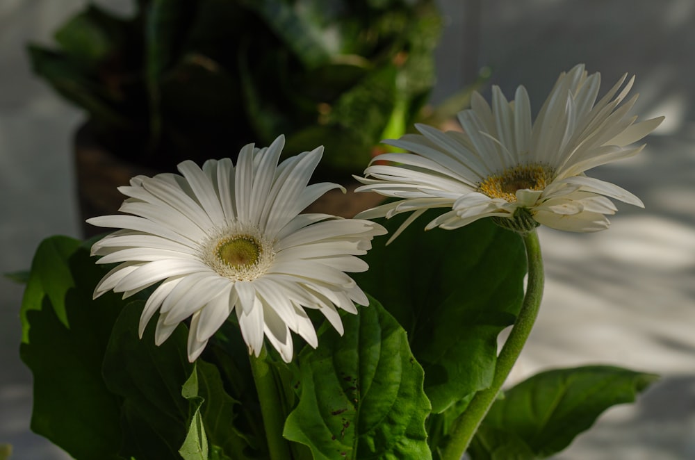 un paio di fiori bianchi seduti in cima a una pianta verde