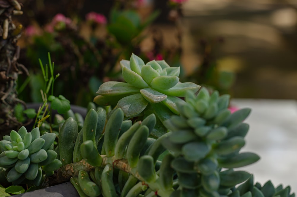 a bunch of succulents that are sitting on a table