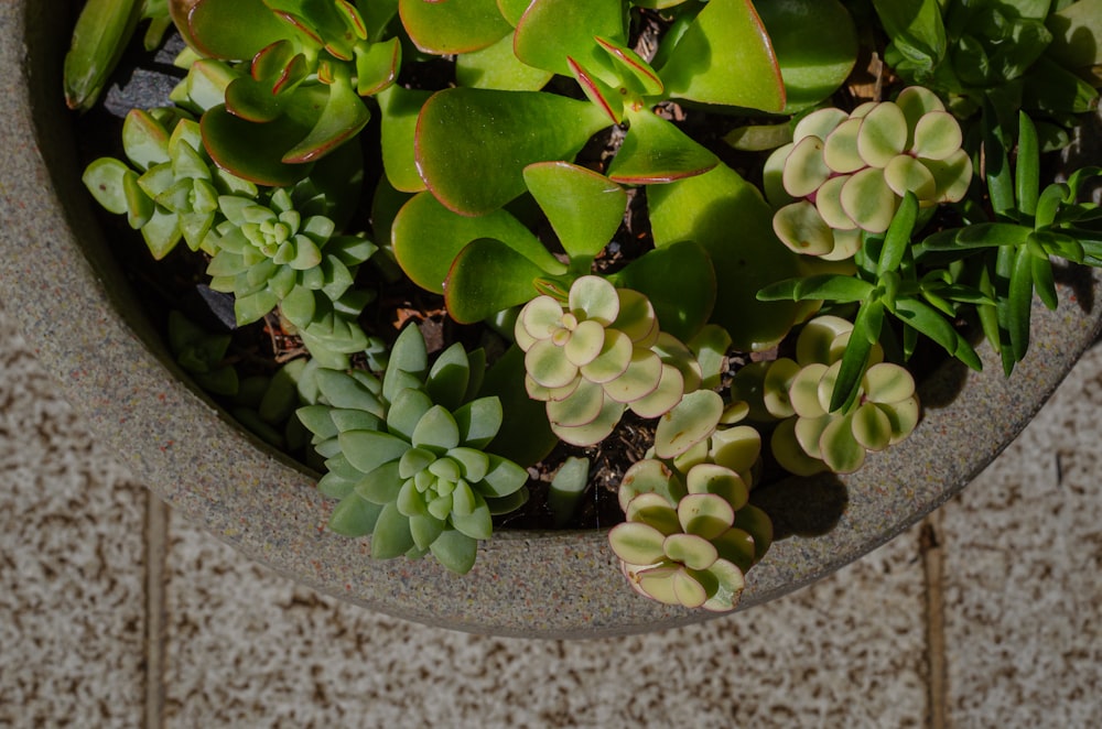 a close up of a potted plant with green leaves