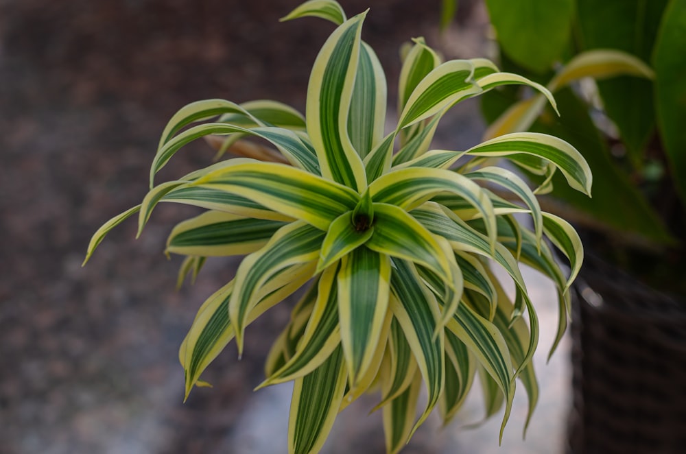 a close up of a plant in a vase