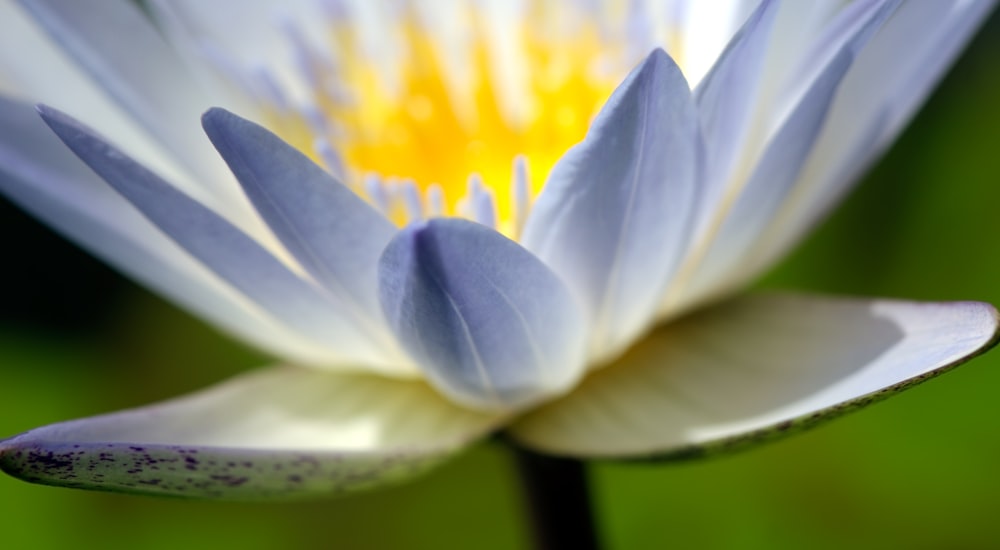 a close up of a white and yellow flower