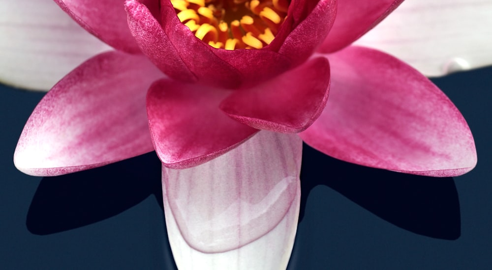a close up of a pink flower with a black background