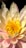 a yellow and pink flower with a black background