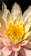 a yellow and pink flower with a black background