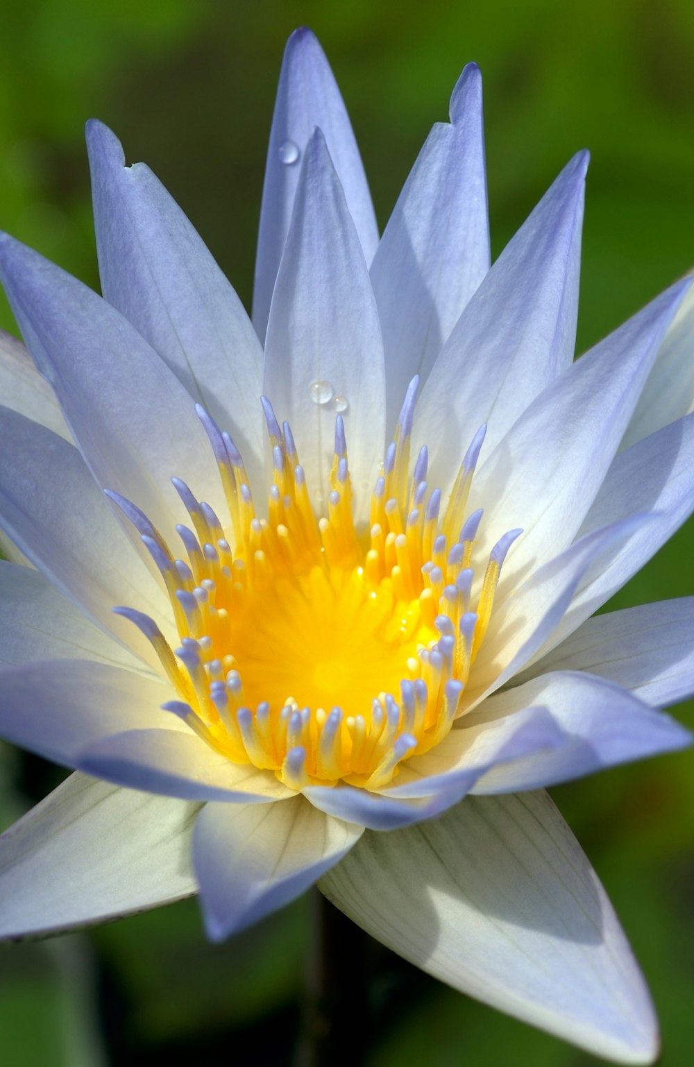 un fiore blu e giallo con gocce d'acqua su di esso