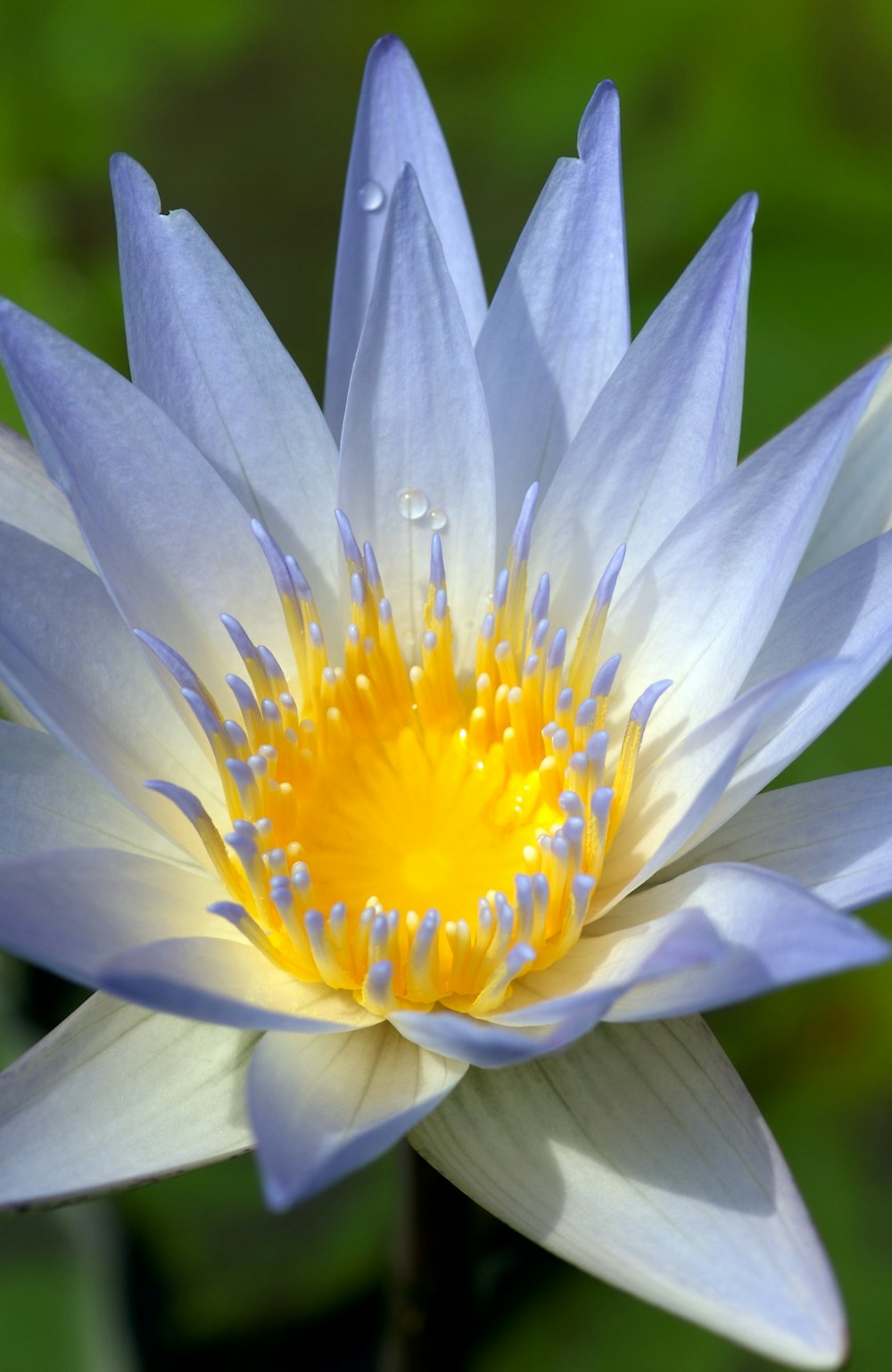 a blue and yellow flower with water droplets on it