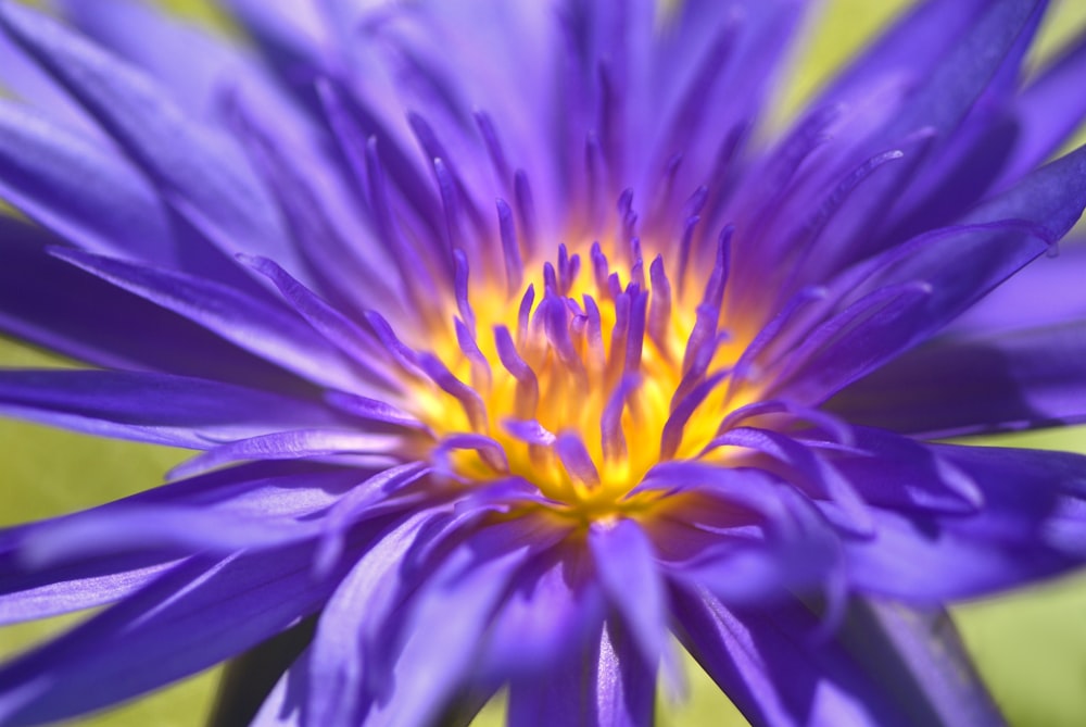 a close up of a purple flower with a yellow center