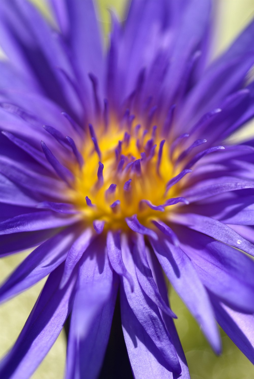 a close up of a purple flower with a yellow center