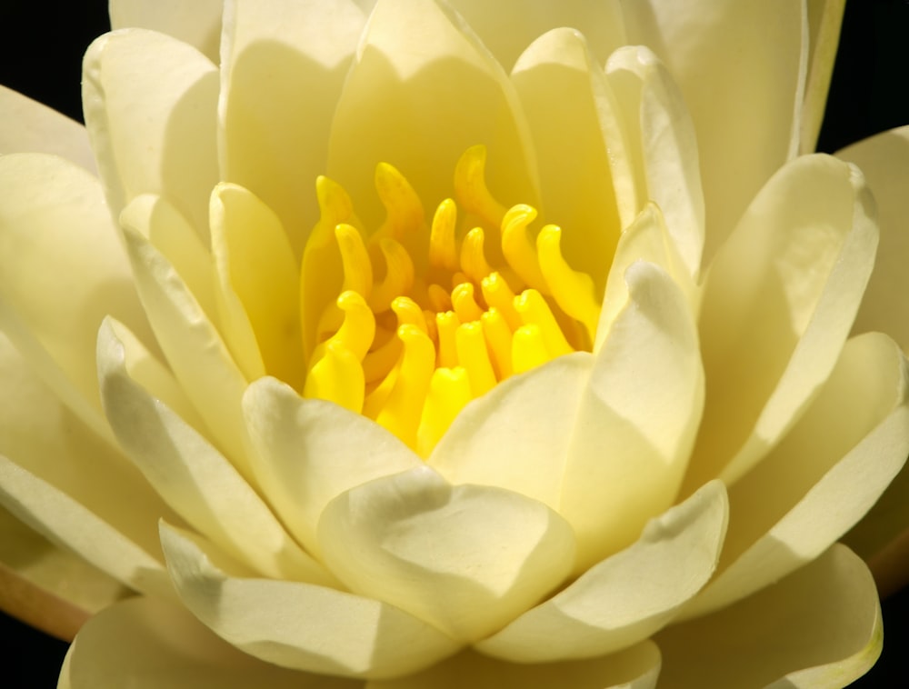 a close up of a yellow and white flower