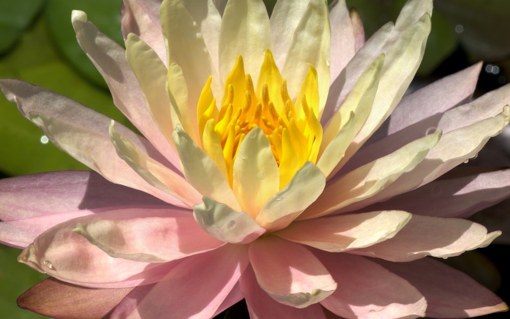 a close up of a pink and yellow flower