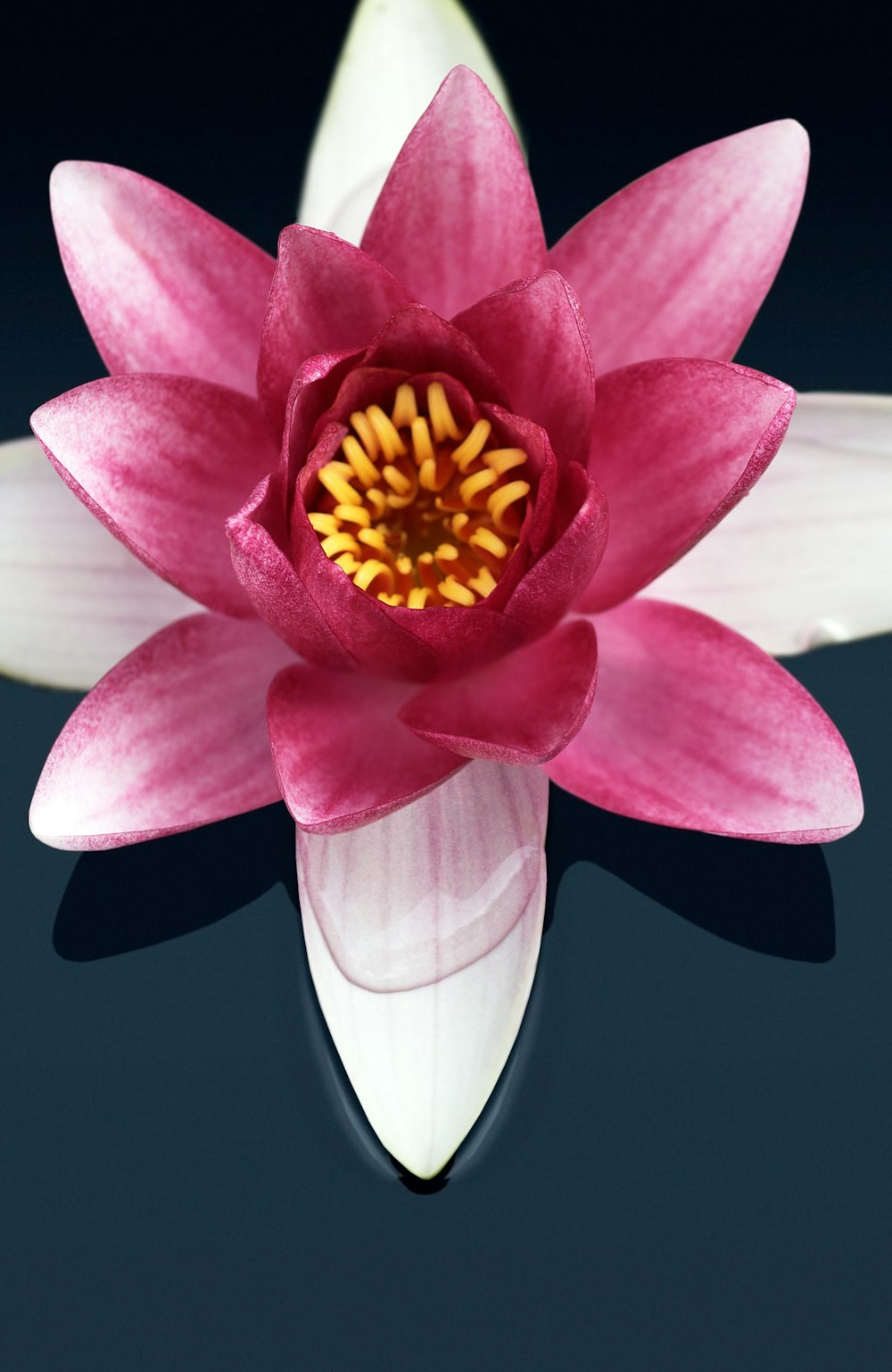 a pink flower floating on top of a body of water