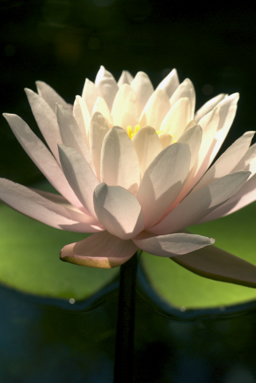 a large white flower sitting on top of a green leaf