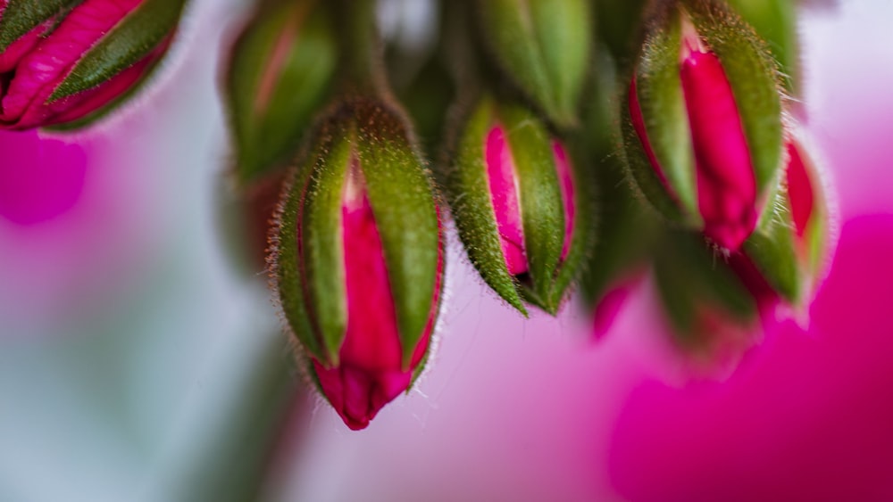 a close up of a pink flower with green leaves