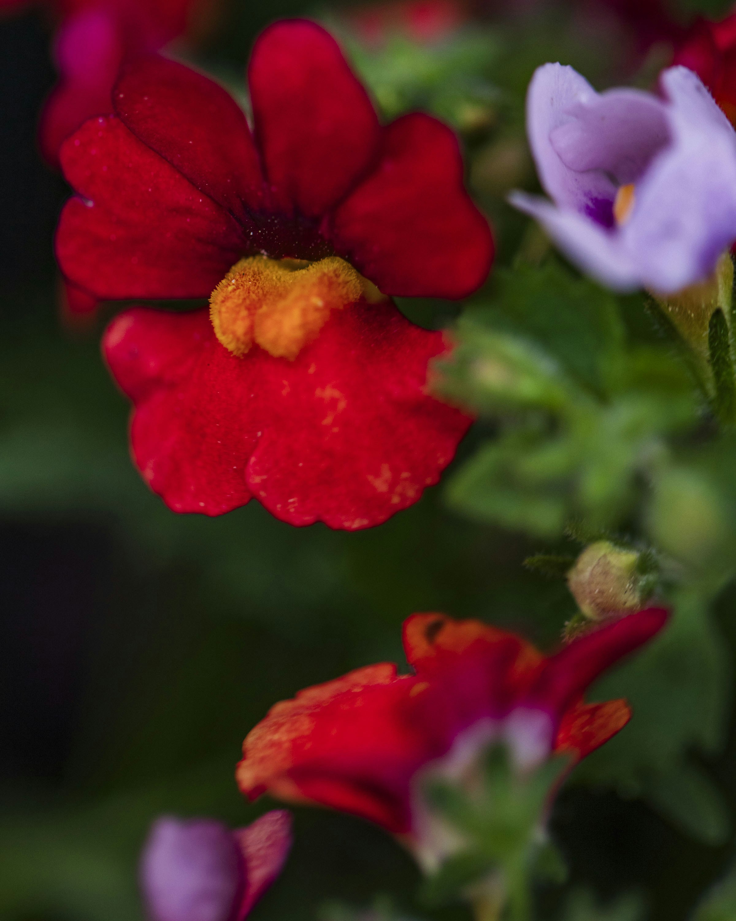 a close up of a bunch of flowers