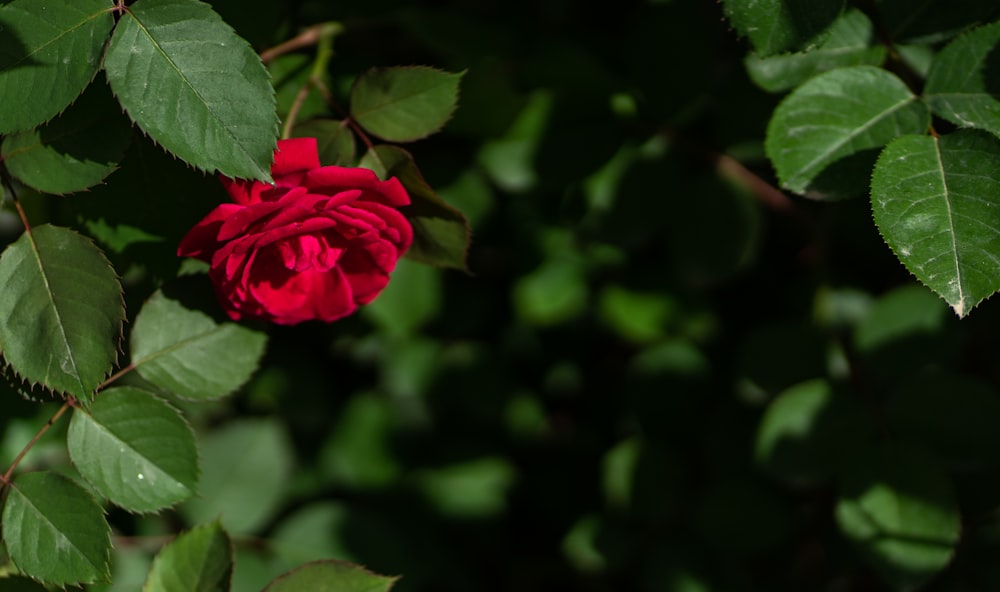 a red rose with green leaves in the background