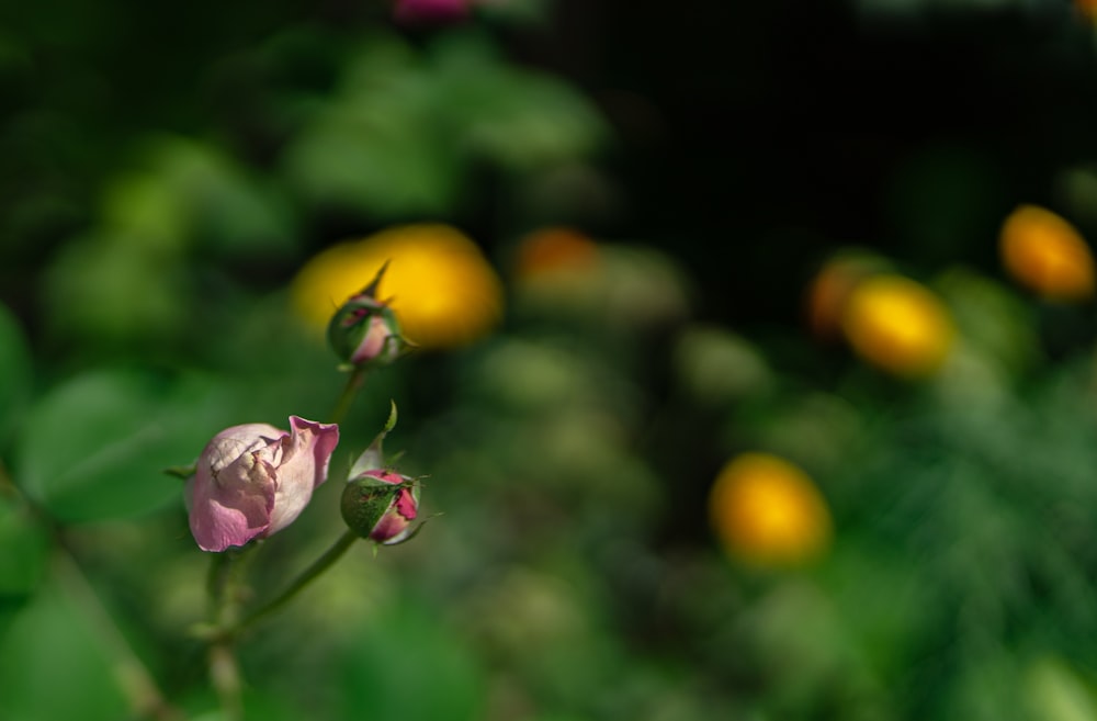 a pink flower with yellow flowers in the background