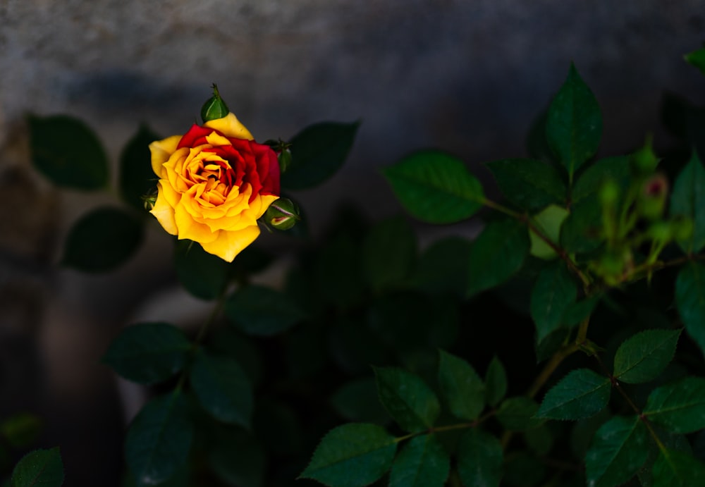 a yellow and red rose with green leaves