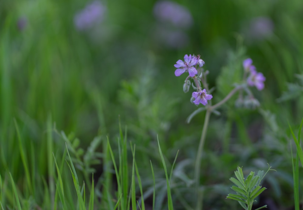 a close up of some purple flowers in the grass
