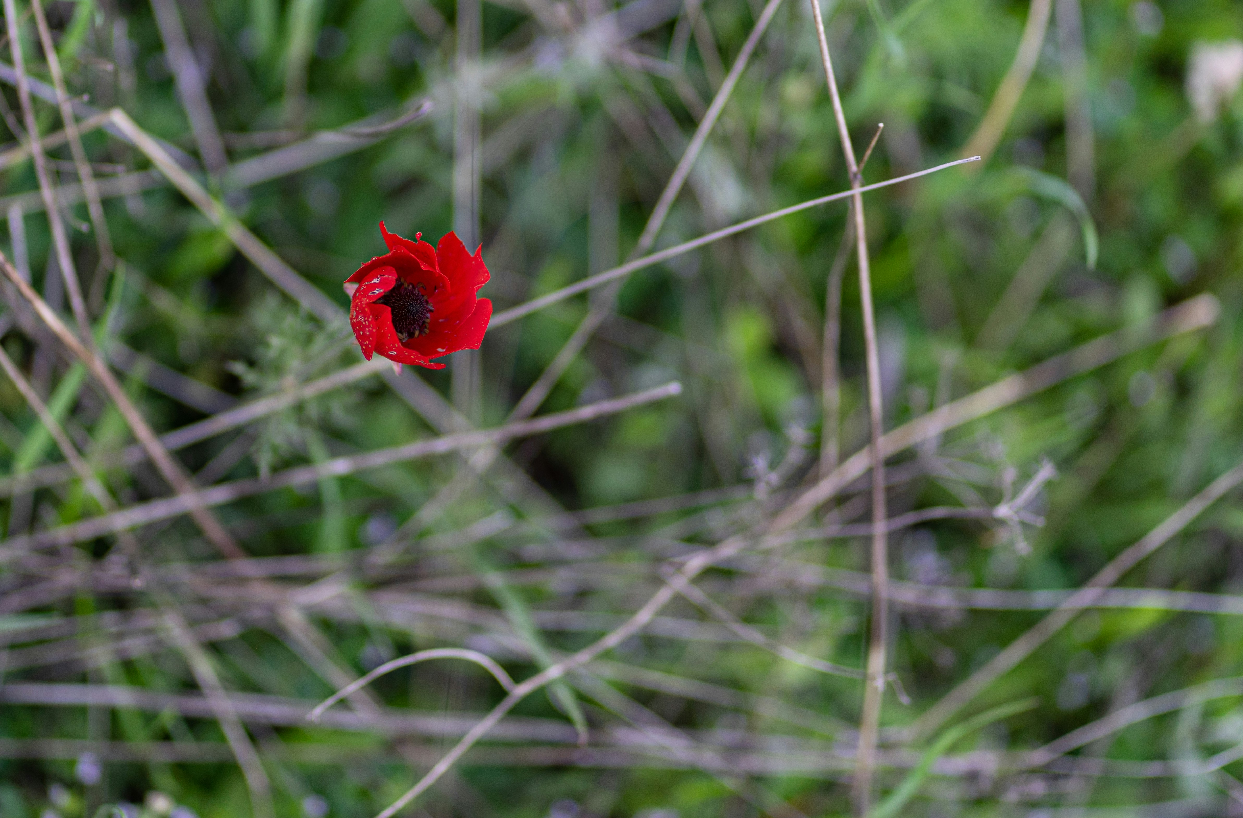 Photo by haryad