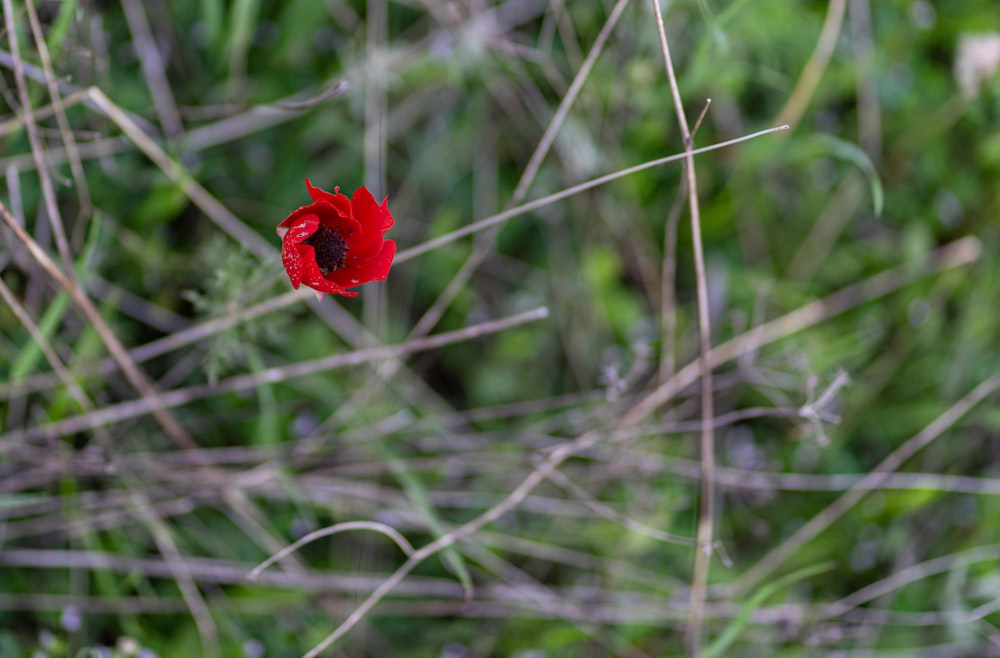 a single red flower sitting in the middle of a field