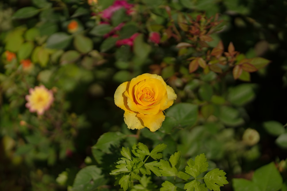 a yellow rose in the middle of a garden
