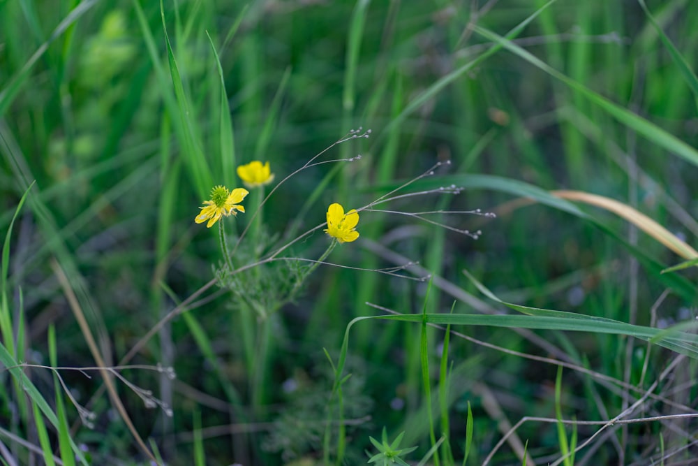 a couple of yellow flowers sitting on top of a lush green field