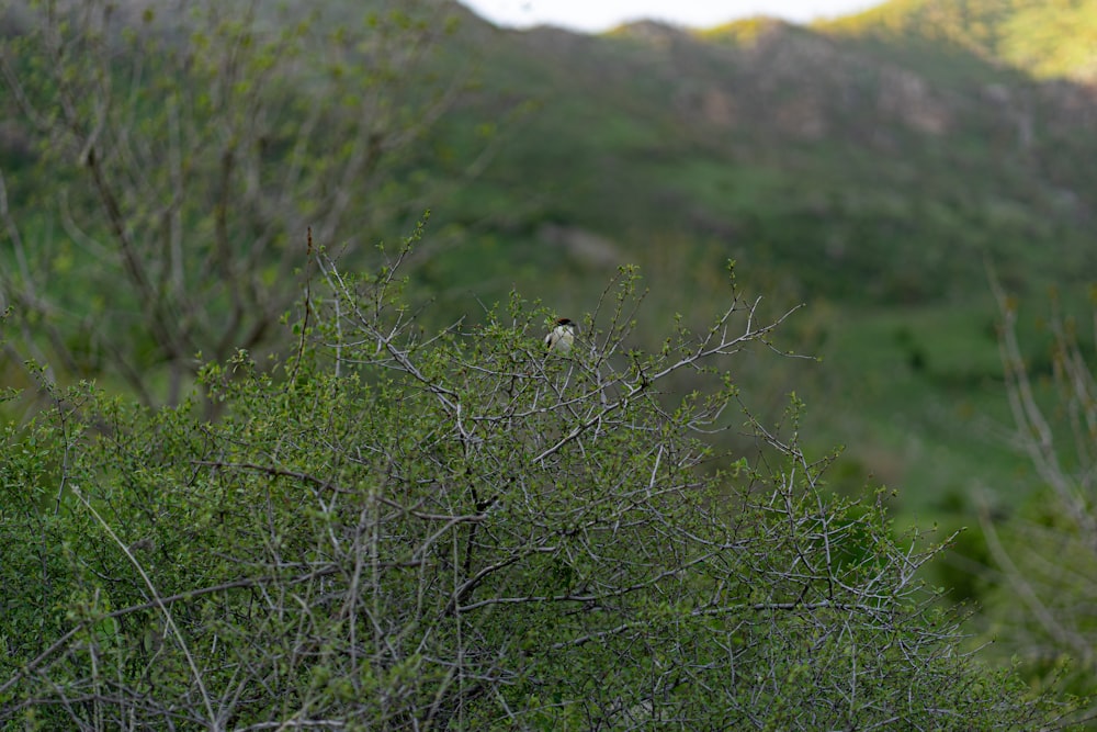 a small bird perched on a tree branch