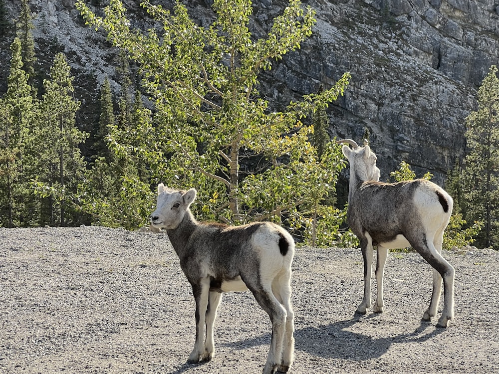 a couple of goats standing on top of a dirt field