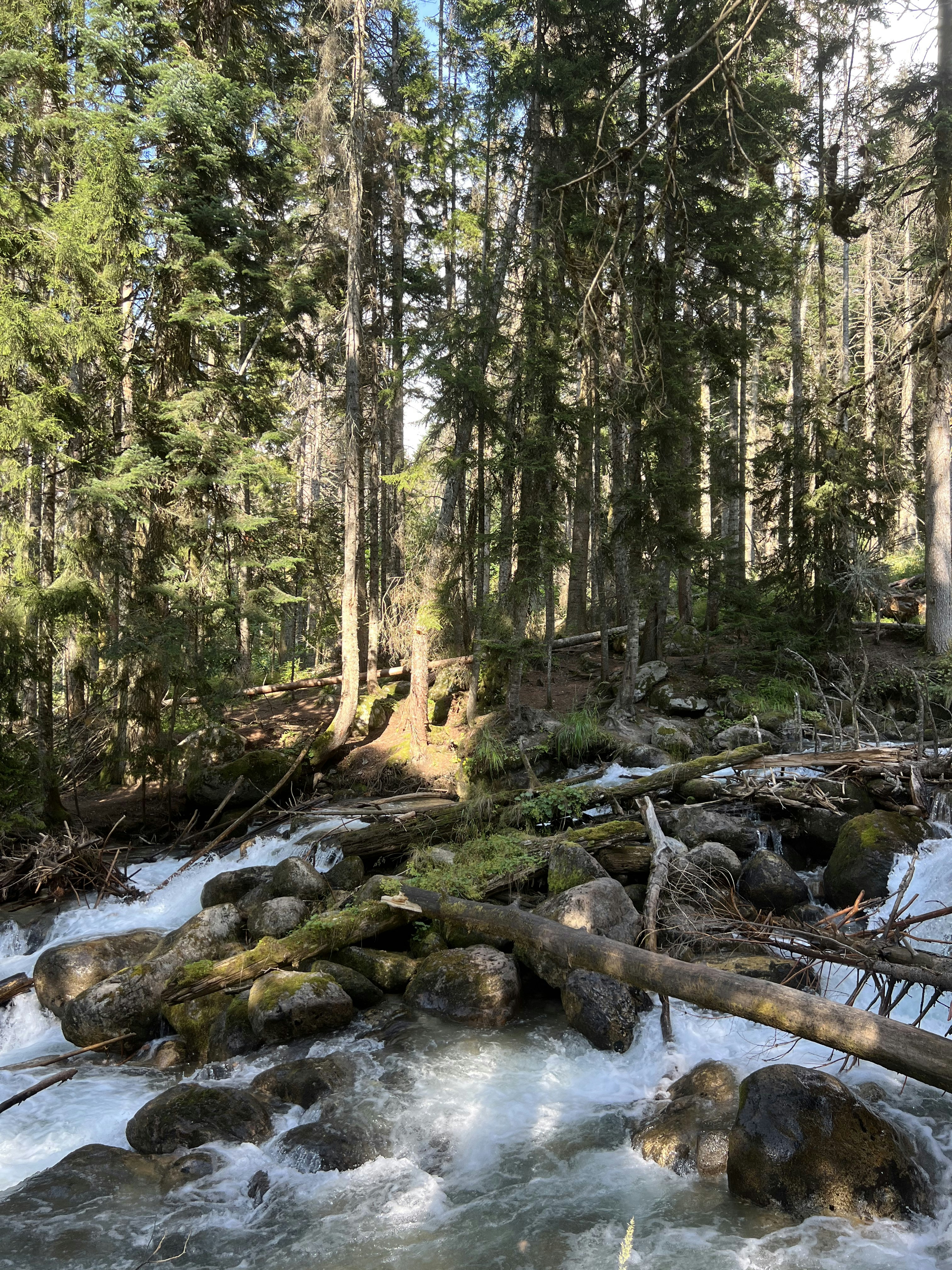 a stream running through a forest filled with lots of trees