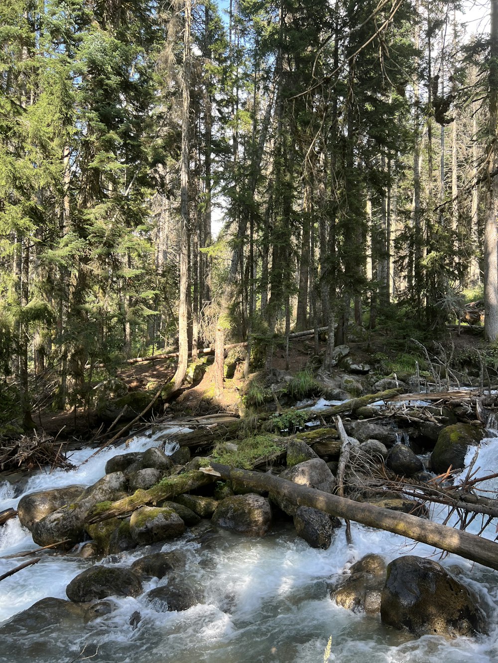 um riacho que atravessa uma floresta cheia de árvores