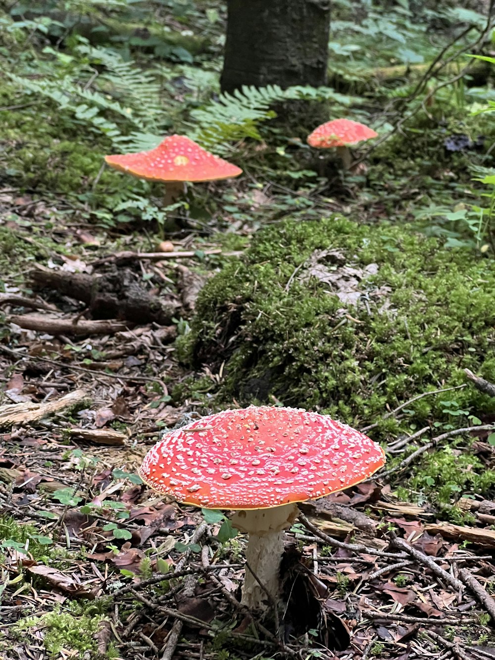 a group of red mushrooms sitting on top of a forest floor