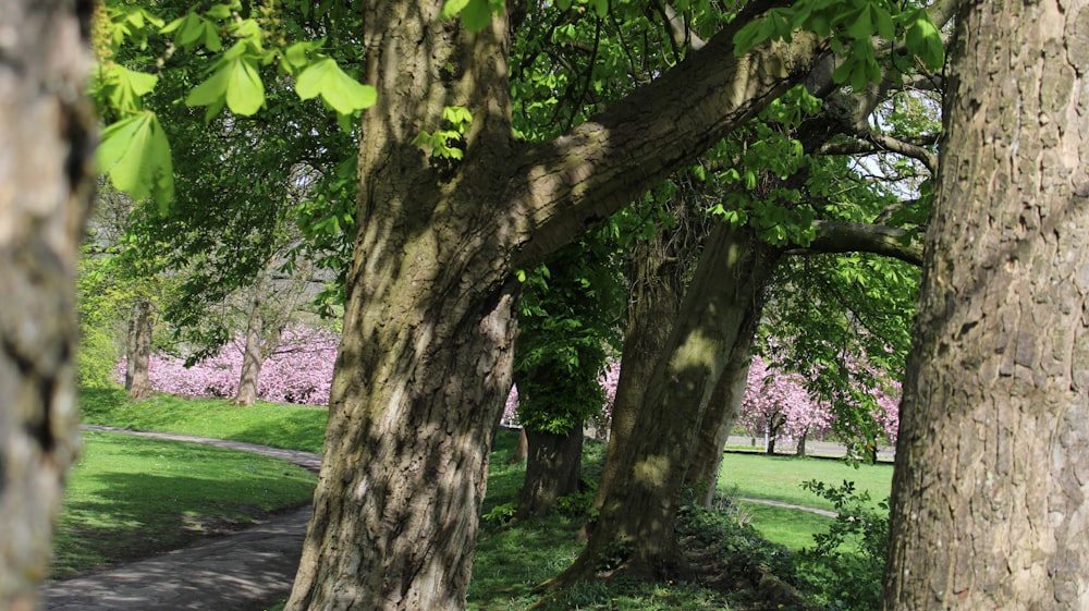 a park bench sitting between two large trees