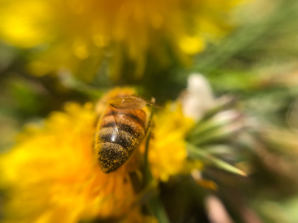 una abeja sentada encima de una flor amarilla