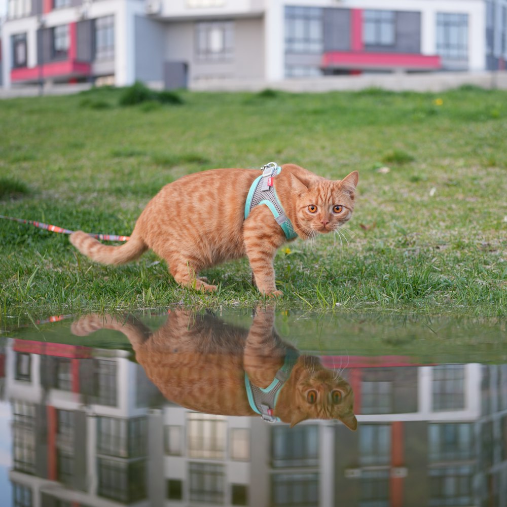 a cat walking across a grass covered field