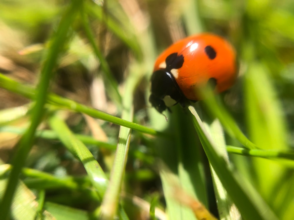 a lady bug sitting on top of a green grass covered field